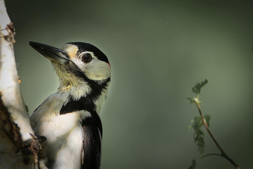 Great Spotted Woodpecker, Male, Feeding Place, Feeding, Woodpecker, Bird Seed, Bird, Animal World, Nature, Animal, Feather