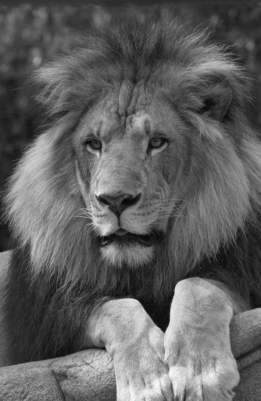 løve, dyr, monokrom, mane, mann, farlig, feline, pattedyr, stor katt, vilt dyr, rovdyret