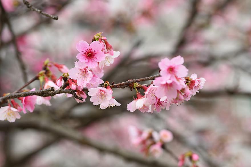 květiny, sakura, cerasus campanulata, okvětní lístky, větev, pupeny, strom, flóra, jaro, růžová barva, květ