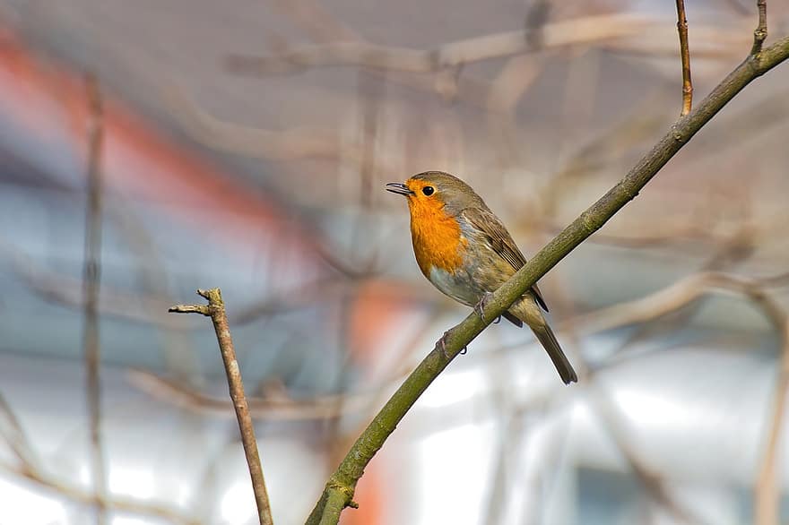 Robin, Songbird, Bird, Nature, Animal, branch, beak, animals in the wild, feather, close-up, bird watching