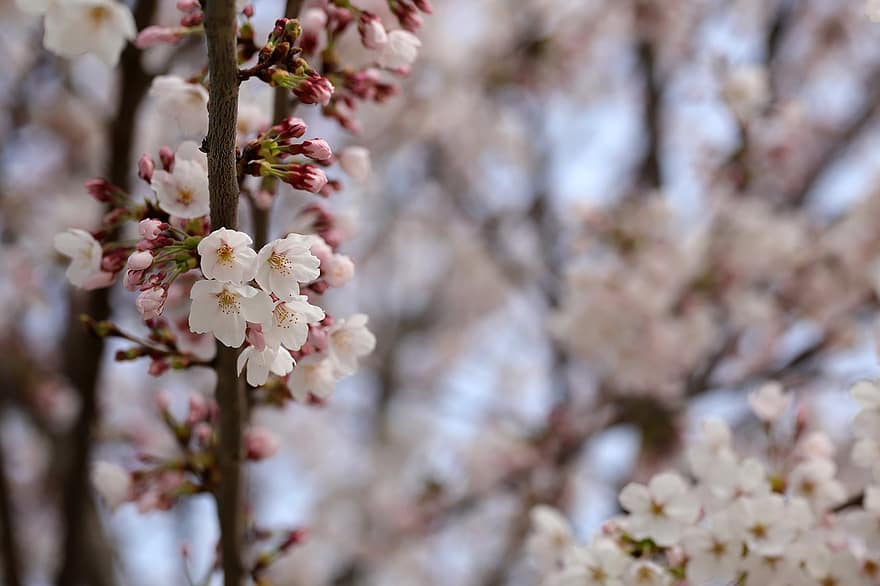 kersenbloesems, sakura, bloemen, natuur, detailopname, de lente, tak, lente, bloem, fabriek, boom
