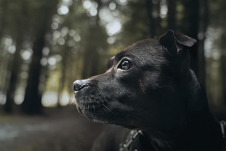 Staffordshire bull terrier, Hund, Haustier, Personal, süß, Porträt, Wald, Eckzahn, Hunderasse, reinrassig, schwarzer Hund