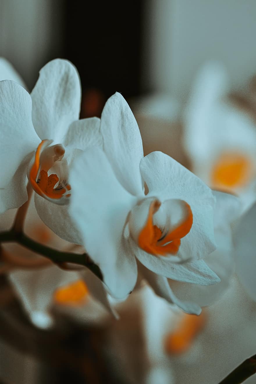 orquídea, las flores, planta, pétalos, Flores blancas, floración, elegante, elegancia, tropical, botánico, planta de interior