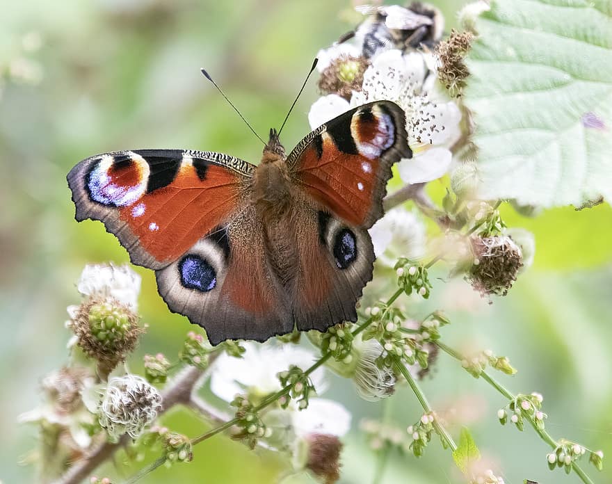 Peacock-butterfly, Wings