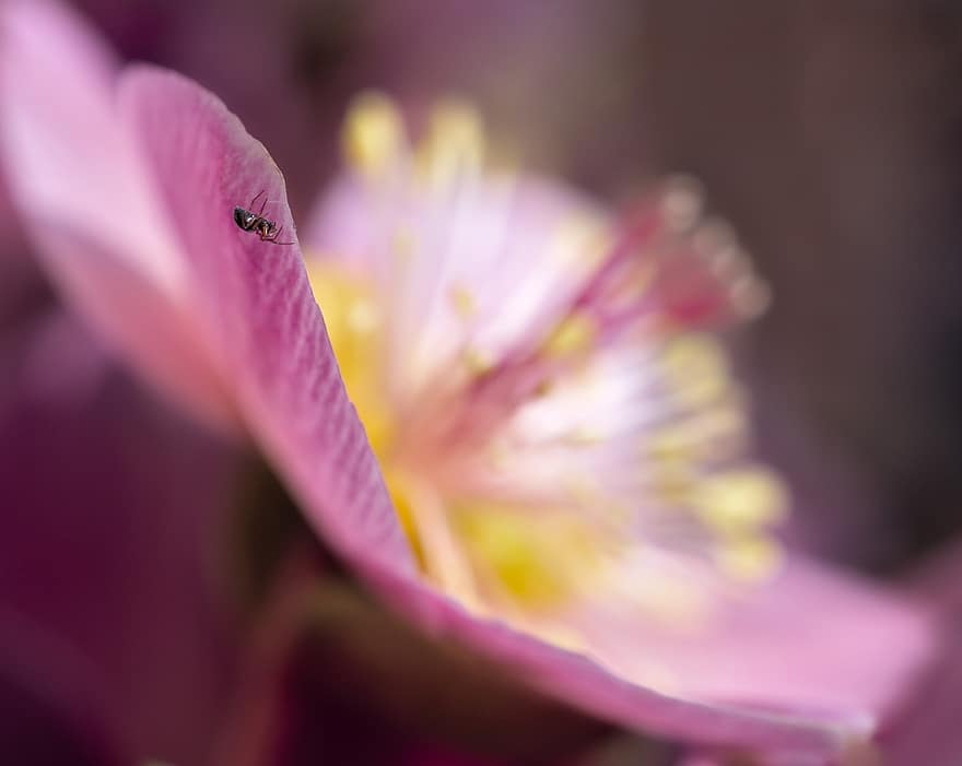 Insect, Spider, Entomology, Flower, Macro, Blossom, Bloom, Nature