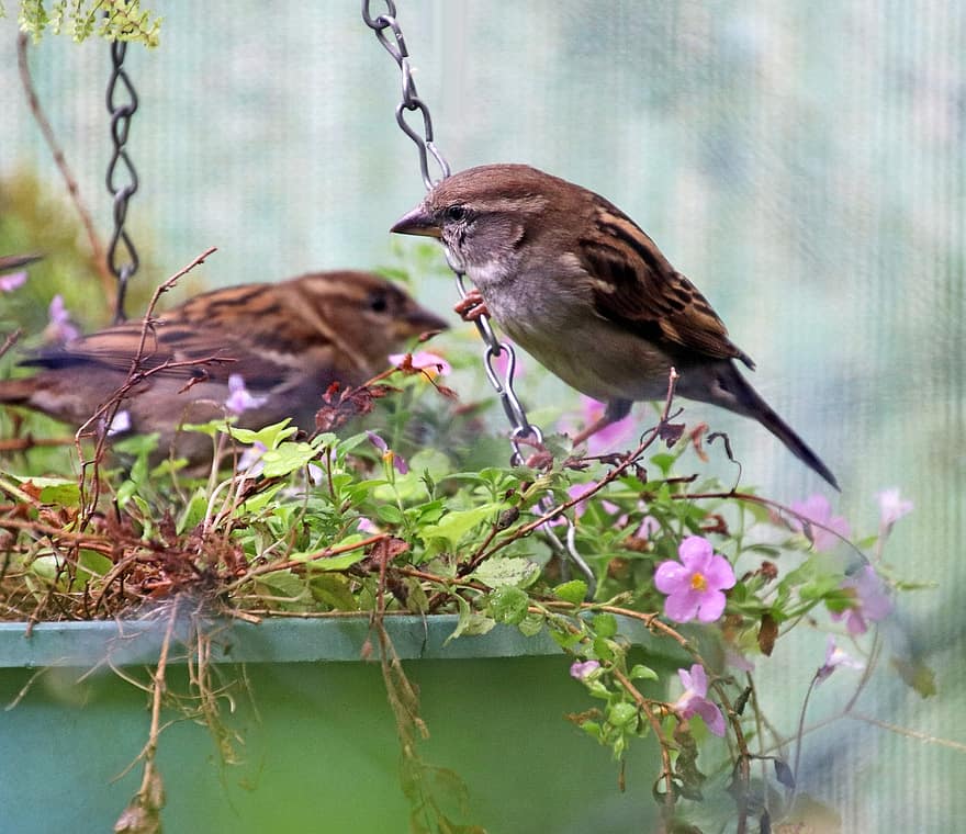 Garden, Birds, Sparrows, Small Birds, Avian, Animals, Wildlife, Fauna