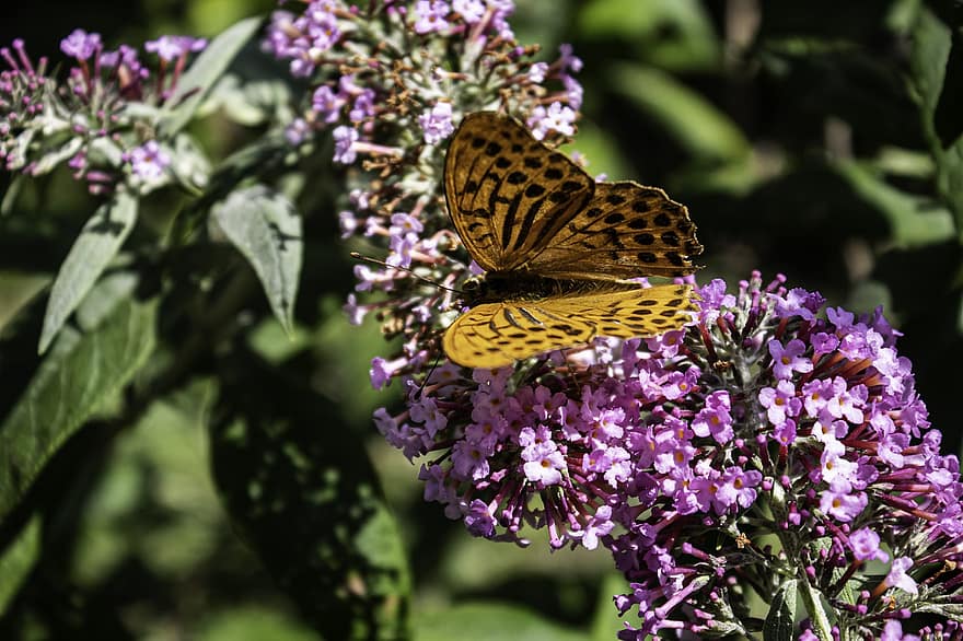 Flowers, Butterfly, Pollination, Bloom, Blossom, Entomology, Nature, Wings, Insect, Buddleja Davidii, Butterfly Bush