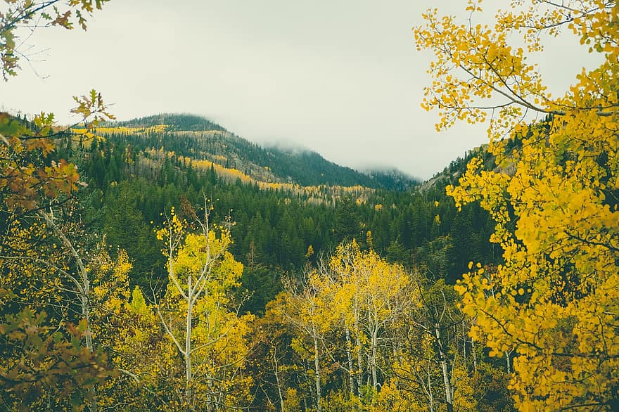 طبيعة ، الخريف ، الأشجار ، خريف ، الموسم ، برية ، الغابة ، في الهواء الطلق ، نوابض باخرة ، كولورادو ، المناظر الطبيعيه