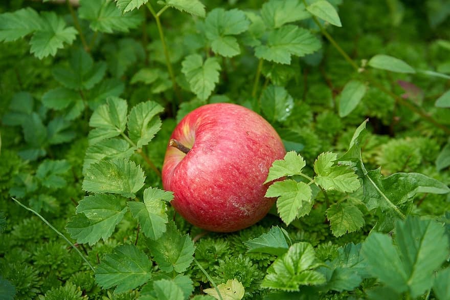 ябълка, горски под, ябълкови плодове, природа, листо, свежест, плодове, лято, зелен цвят, храна, селско стопанство