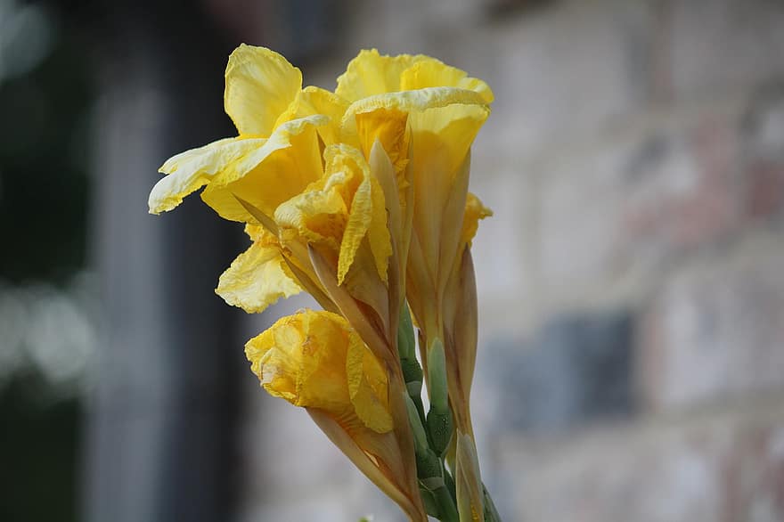 gladiolo, las flores, Flores amarillas, pétalos, pétalos amarillos, floración, flor, flora, planta