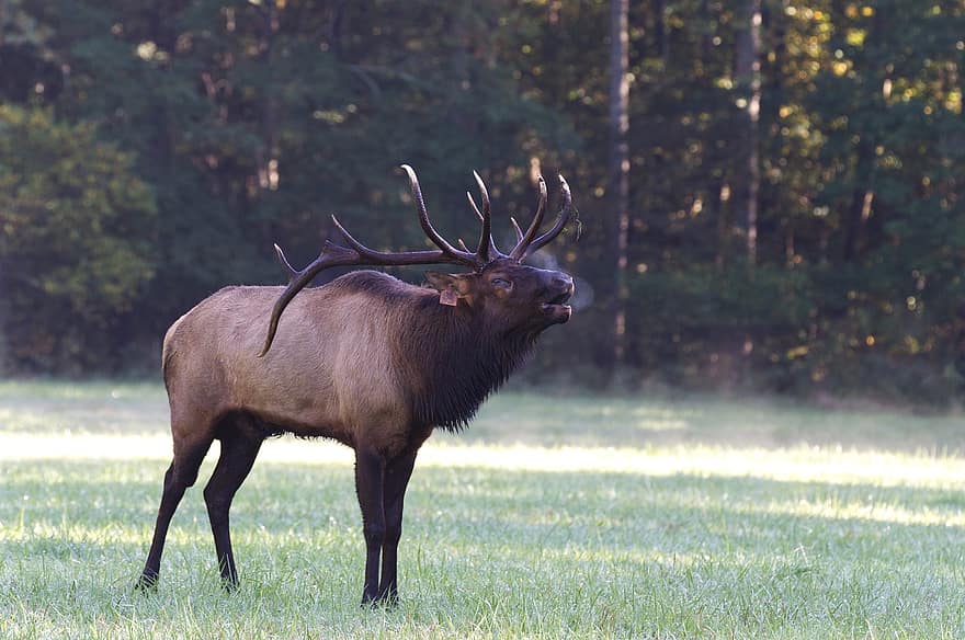 elk, býk, parohy, rohy, pastvina, louka, cherokee, zvíře