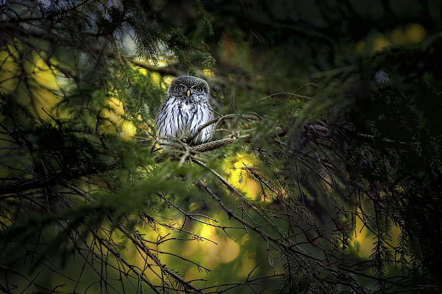 Eurasian Pygmy Owl, Glaucidium Passerinum, Owl, Perched, Perched Bird, Tree, Bird, Wilderness, Wildlife, Animal, Nature
