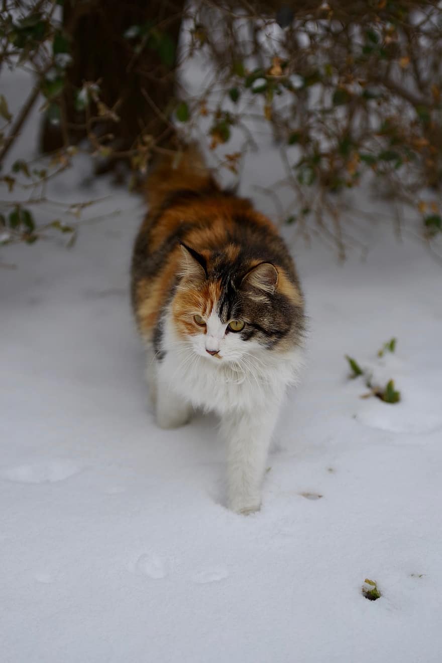 gatto calico, gatto, animale domestico, animale, la neve, inverno, pelliccia, gattino, domestico, felino