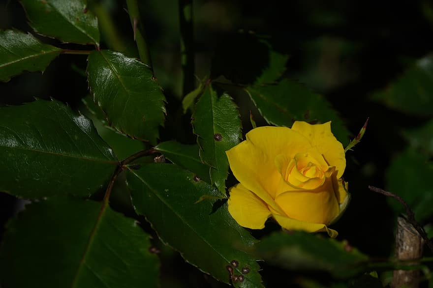 Rose, fleur, Une rose jaune, fleur de rose, pétales, pétales de rose, Floraison, flore, jardin, feuilles