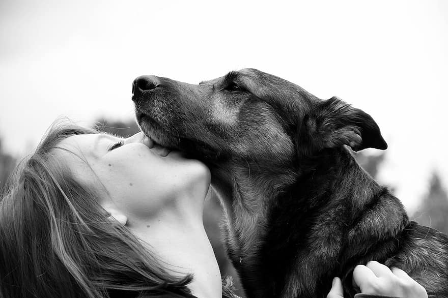 gos, humà, connexió, amistat, animal, pastor, noia, petó, abraçar, amor, mascotes