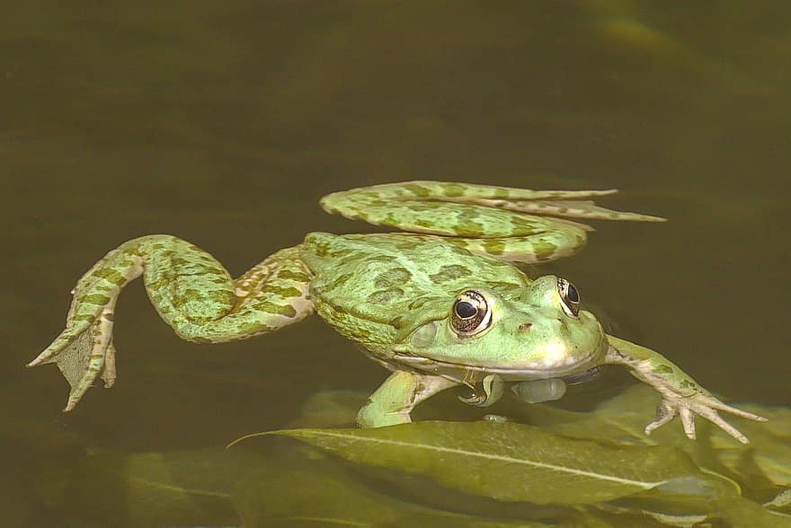жаба, земноводних, ставок, води, залишати, листя, зелений