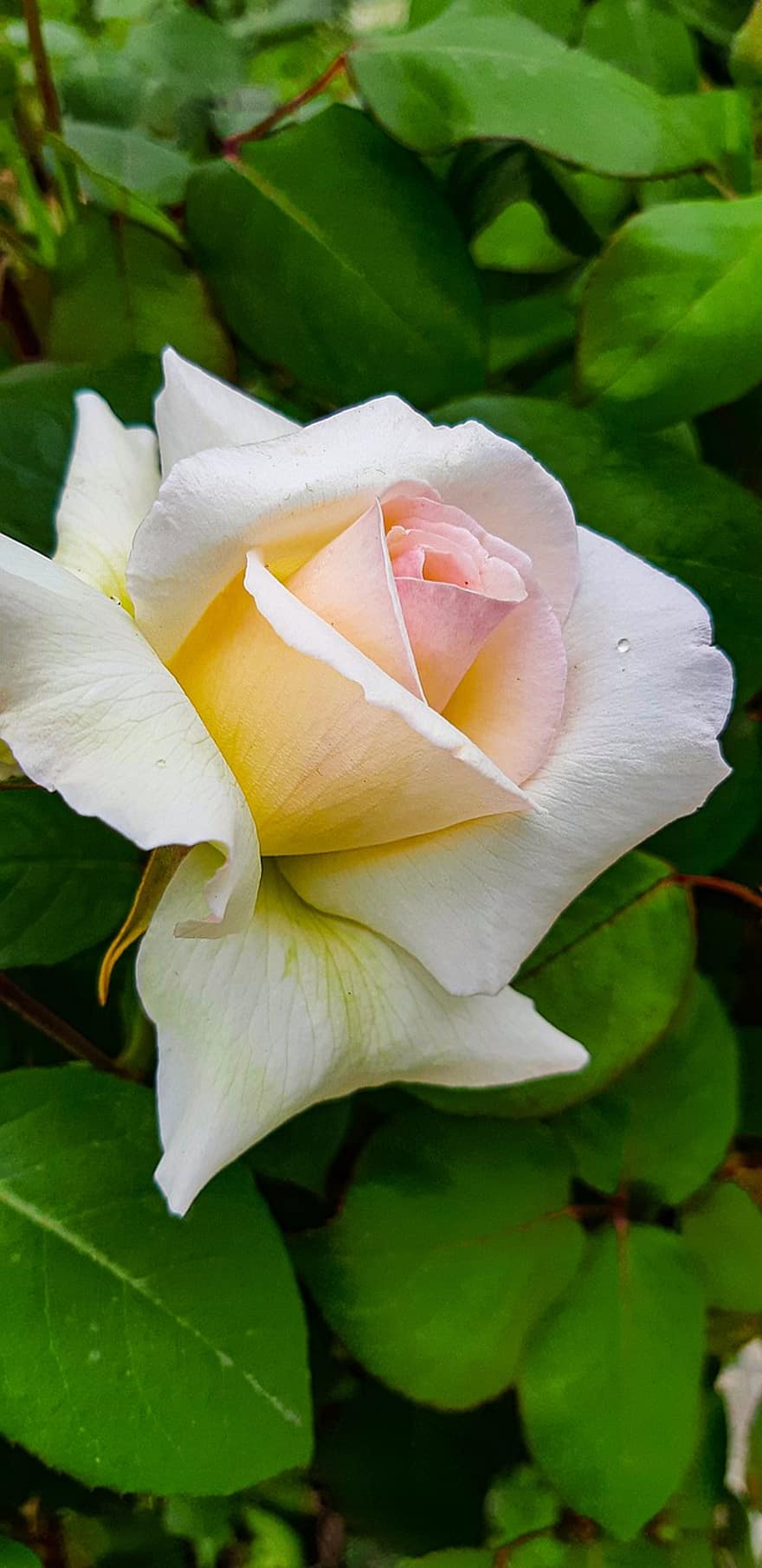 Rose, weiße Rose, weiße Blume, Natur, blühen, Blume