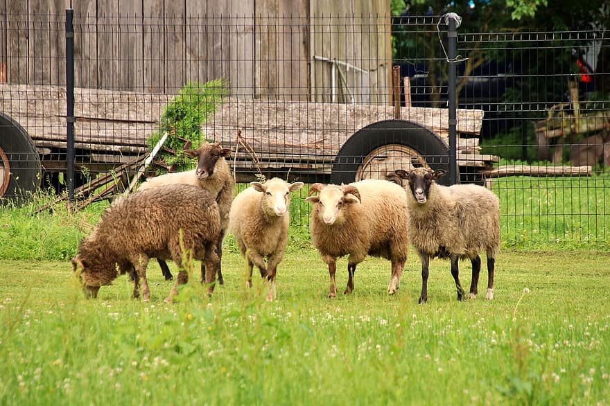 pecuária, Fazenda, ovelha, pastando, pasto, animais de fazenda, animais, Islândia, Prado, campo, terras agrícolas