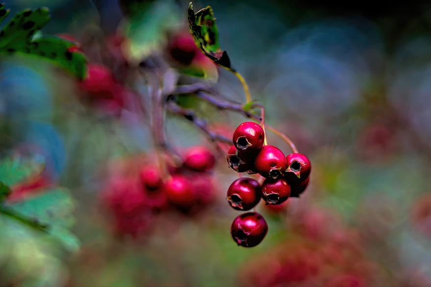 Hawthorn, Berries, Tree, Shrub, Plant, Fruit, Red Berries, Nature, Quickthorn, Thornapple, May-tree