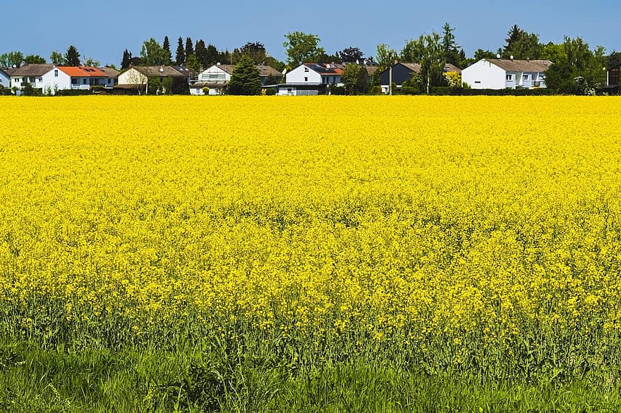 Field, Flowers, Nature, Outdoors, Wilderness, Landscape, Houses, rural scene, farm, agriculture, yellow