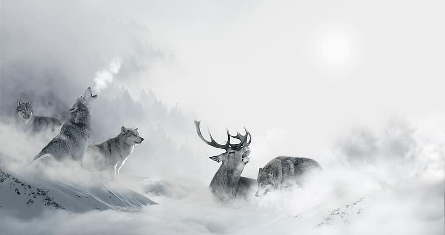 serigala, hirsch, berburu, predator, pemburu, diburu, pemandangan, suasana, dunia Hewan, binatang buas, salju