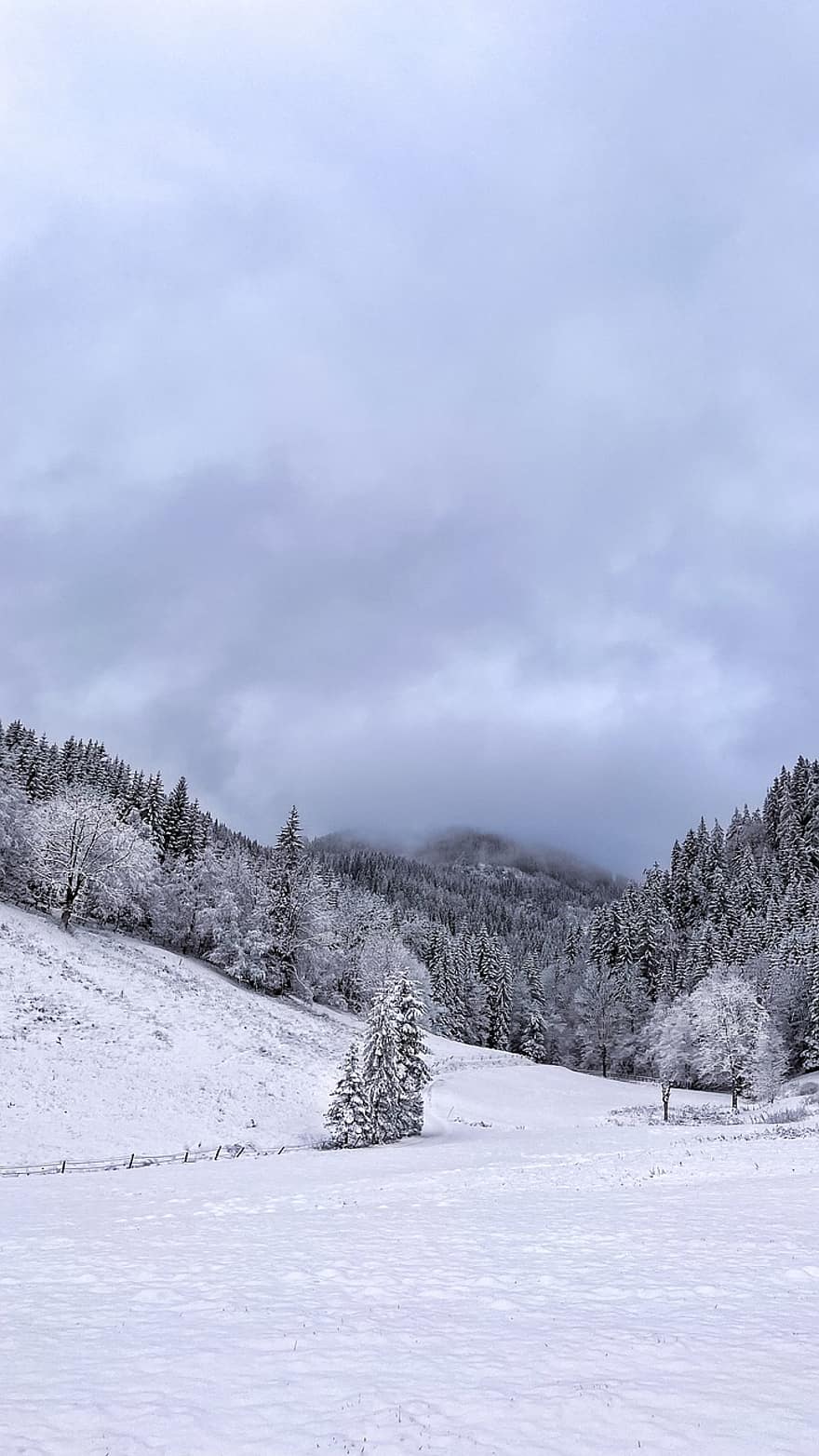 talvi-, vuoret, Itävalta, metsä, lumi, puu, maisema, vuori, kausi, halla, jää