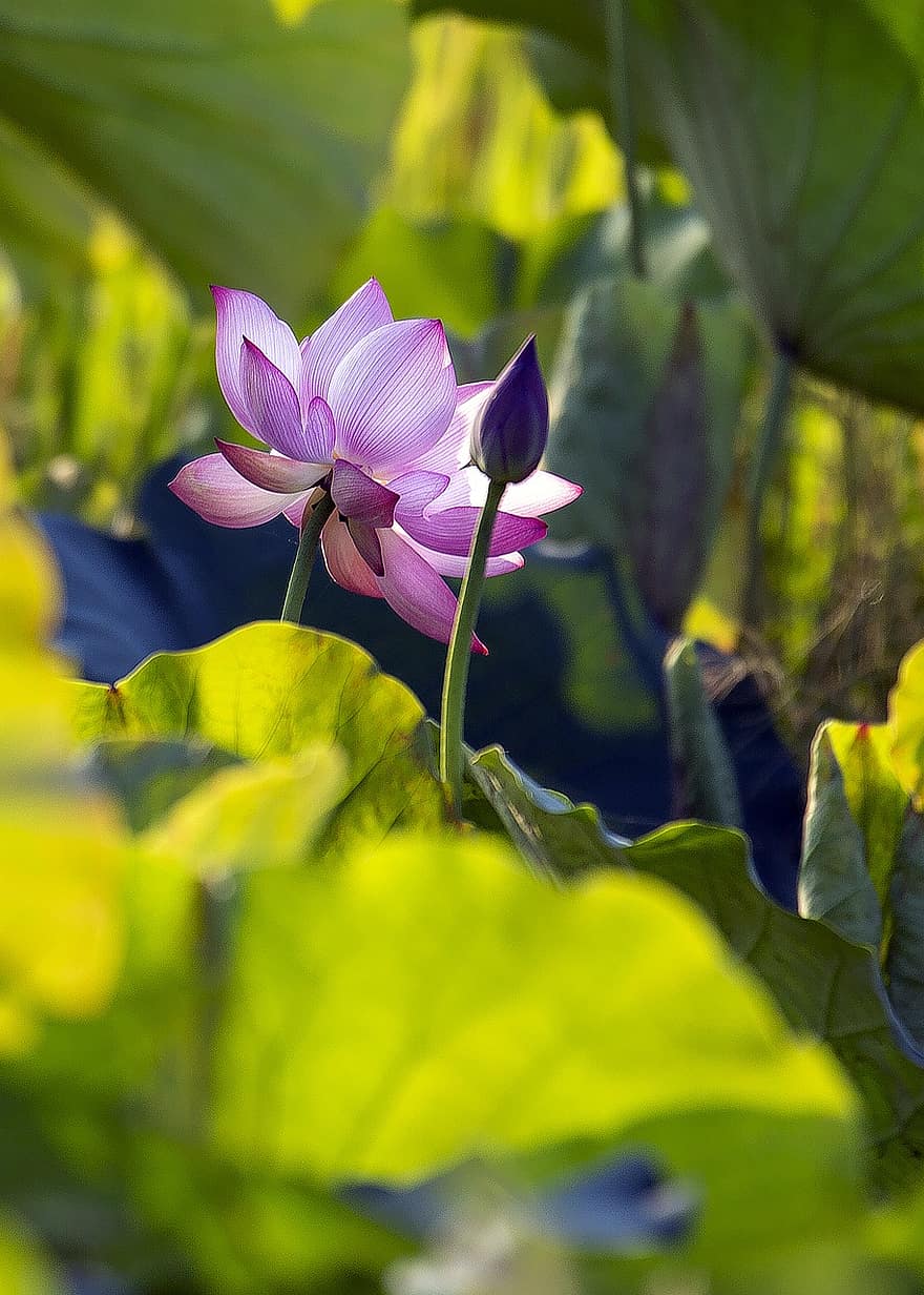 loto, flor, flor rosa, flor de loto, hojas de loto, floración, pétalos, pétalos de rosa, flora, planta acuática
