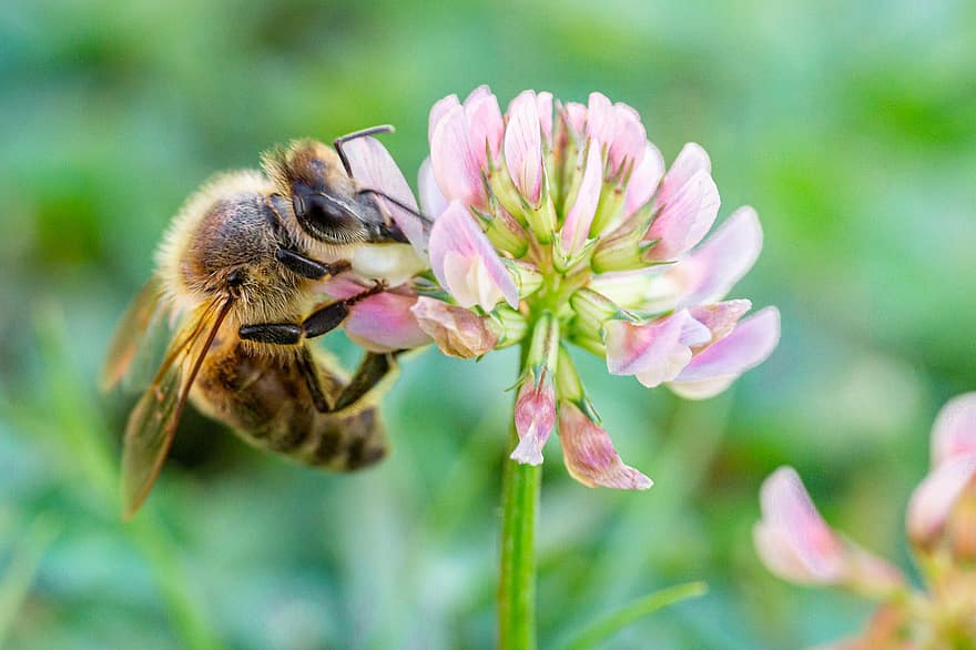 Bie, nektar, honningbie, insekt, blomstre, blomst, nærbilde, gul, sommer, honning