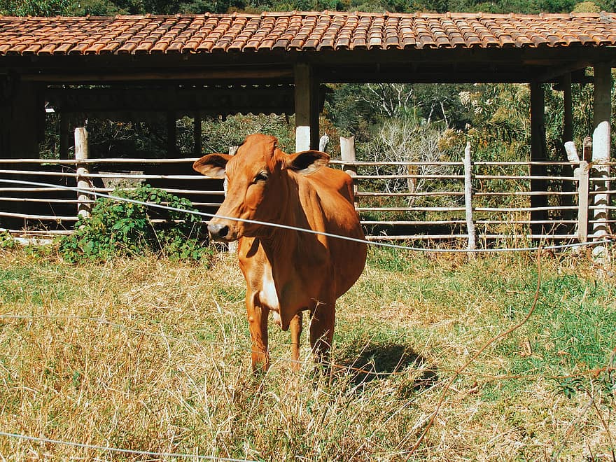 Bowie, vache, rural, bétail, animal, ferme, agriculture, la nature, taureau, prado, paysage