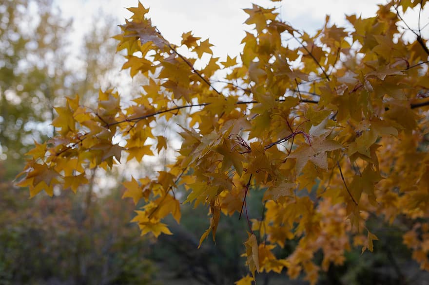 дерево, листя, природи, осінь, клен, падіння, сезон, відділення