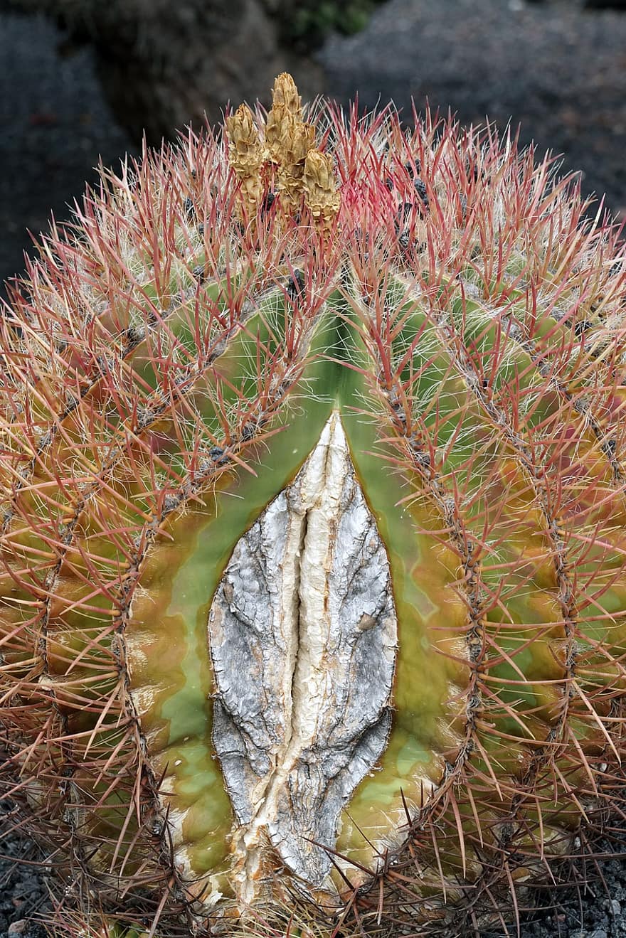 cactus, fabriek, natuur, detailopname, blad, groene kleur, plantkunde, doorn, geel, groei, multi gekleurd
