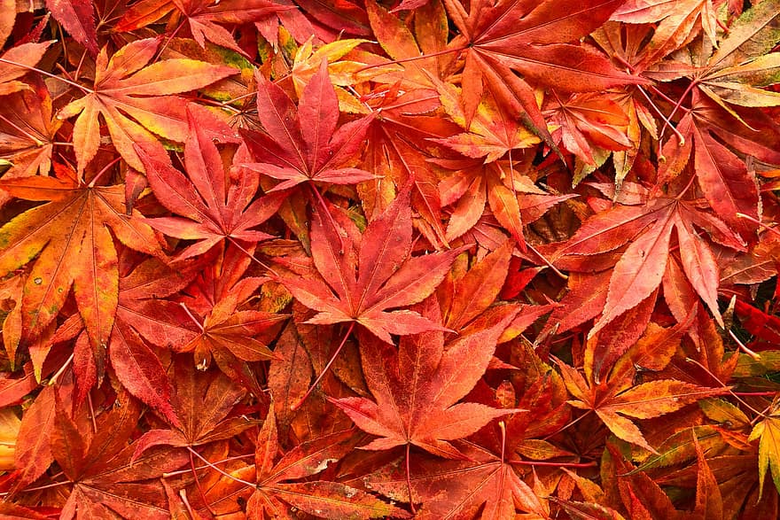 ruduo, klevo lapai, apelsinų lapai, lapija, rudenį