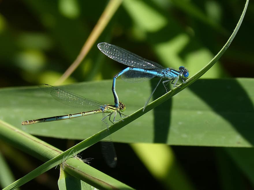 enallagma cyathigerum, libélula, libelinha, libélula azul, folha, insetos acasalando