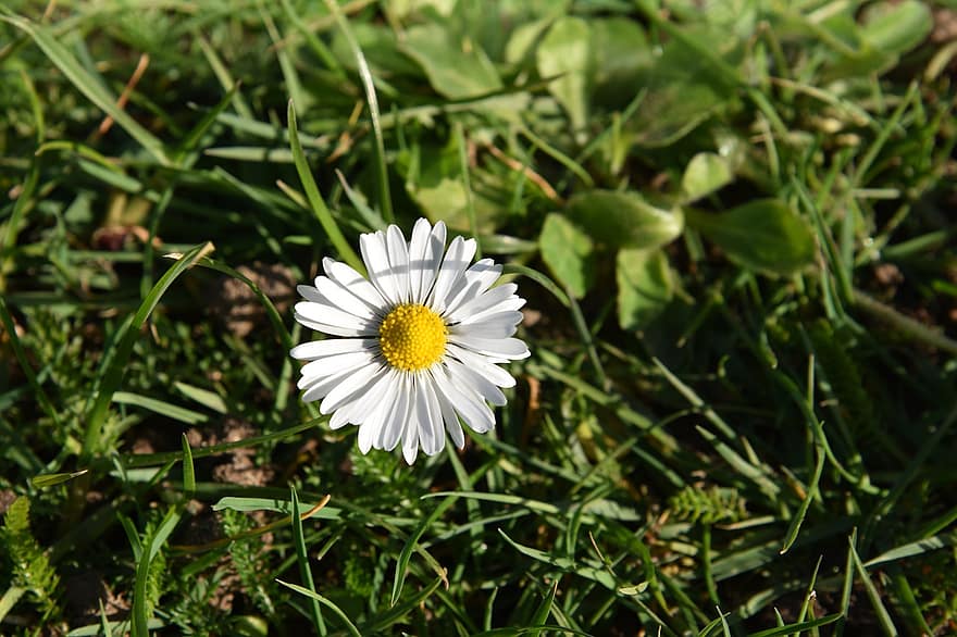 Daisy, gėlė, augalų, balta gėlė, žydi, žolė, wildflower, pievos, vasara, žalia spalva, Iš arti