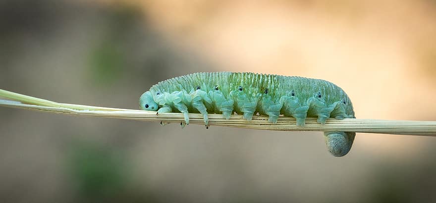 larva, mariposa, insecto, entomología, de cerca, macro, oruga, color verde, planta, animales en la naturaleza, artrópodo
