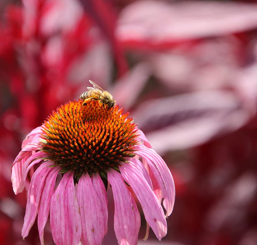 μέλισσα, έντομο, γονιμοποιώ άνθος, γονιμοποίηση, λουλούδι, φτερωτό έντομο, παρασκήνια, φύση, υμενοπτέρα, εντομολογία, macro