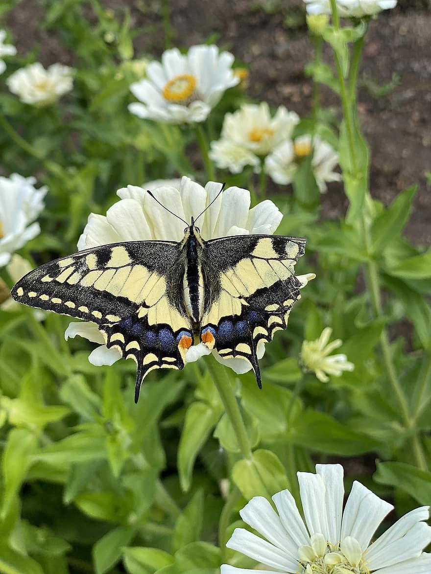 swallowtail motyl, motyl, kwiaty, stokrotki, owad, skrzydełka, białe kwiaty, rośliny, Natura