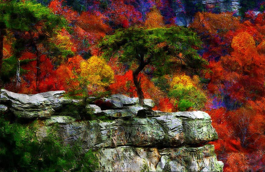 شجرة ، اللون ، مزيج ، زاهى الألوان ، أخضر ، نبات ، خريف ، في الخارج ، المناظر الطبيعيه ، اوراق اشجار ، الخريف