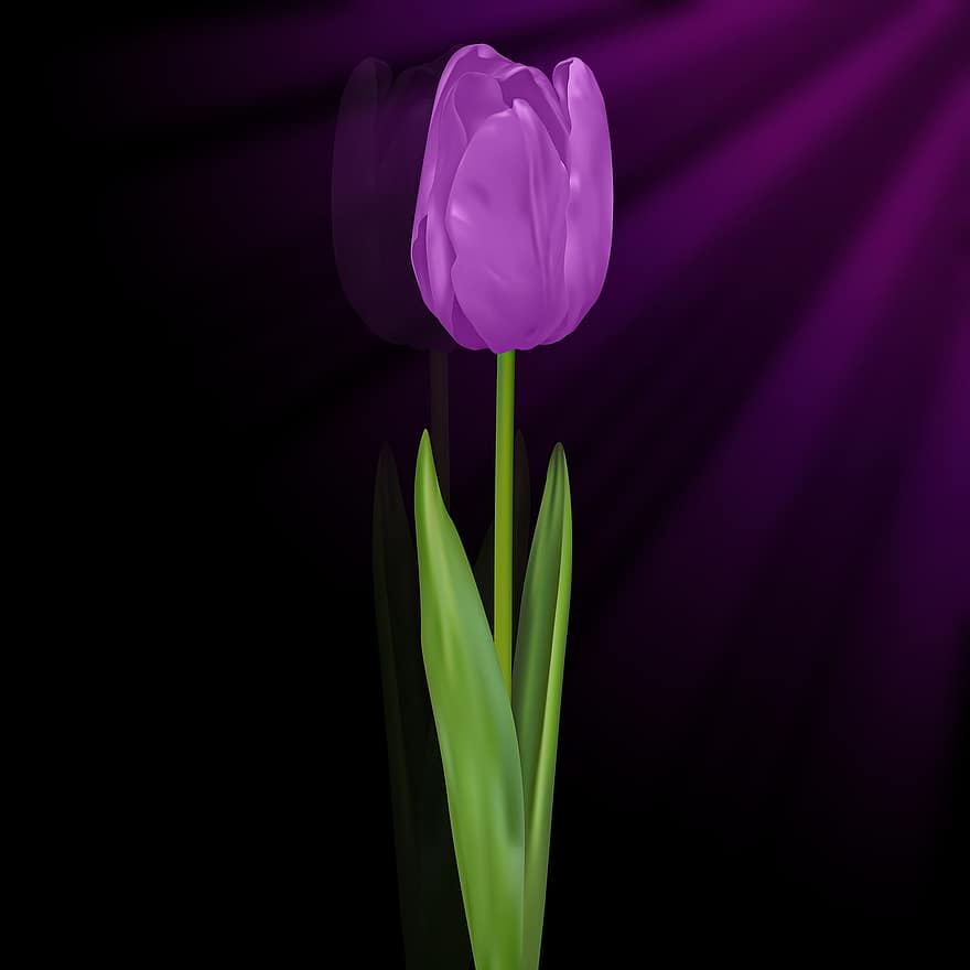 tulipán, Tulipán ibolya, fekete háttér, virágok, virág, szirmok, vaku