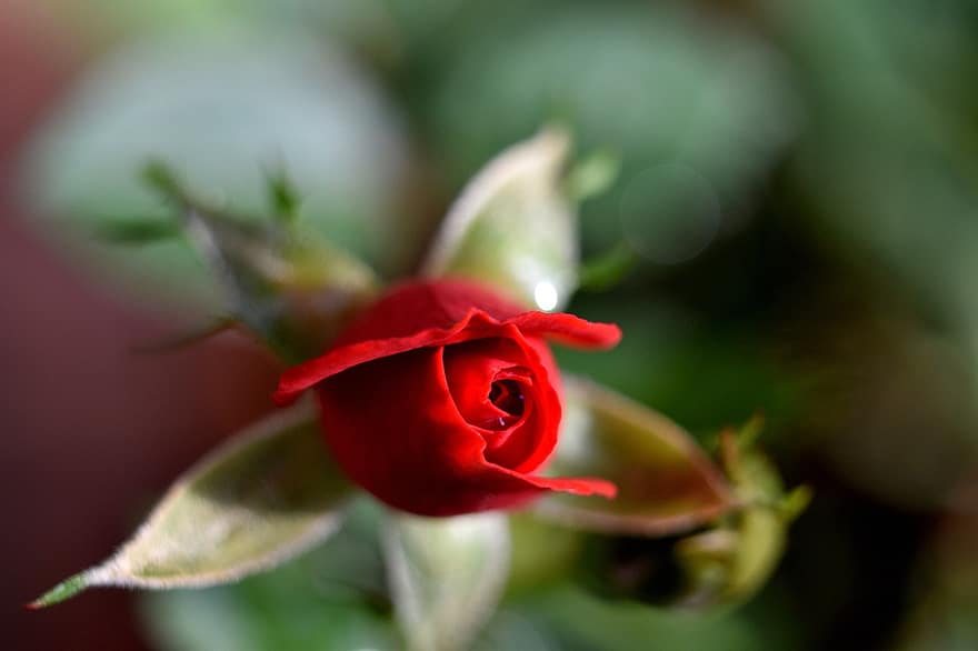 червоний, троянда, квітка, Червона роза, Червона квітка, пелюстки, пелюстки троянд, червоні пелюстки, цвітіння, цвітіння троянди, флора