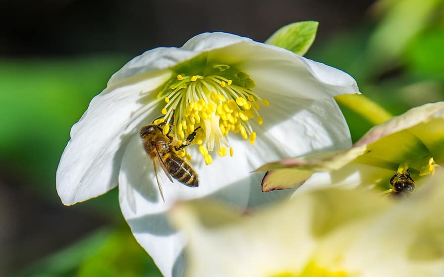 Bie, nektar, blomst, insekt, dyr, støvbærere, anlegg, eng, natur, miljø, vår