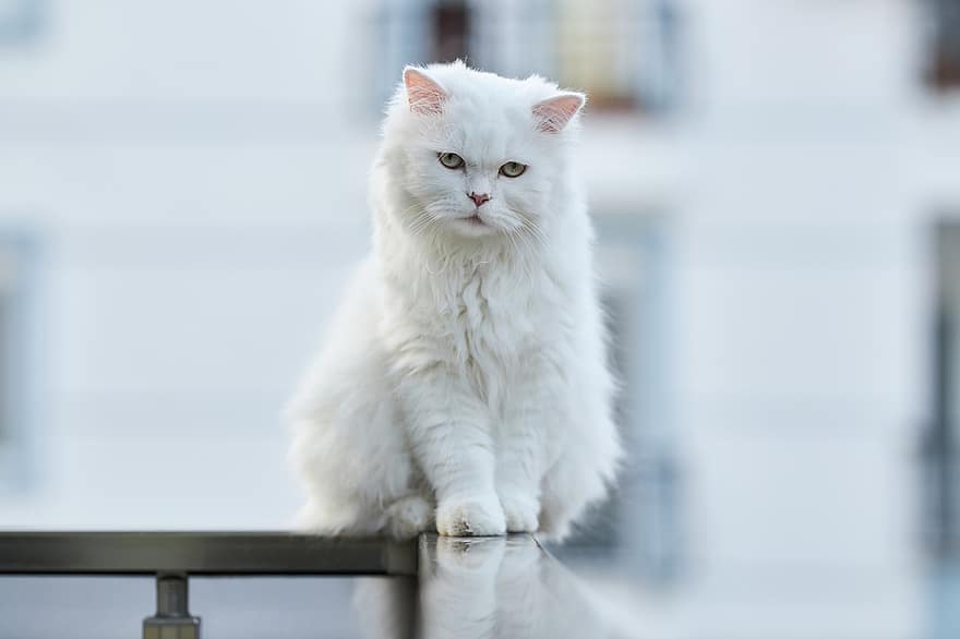 Cat, Animal, White, Feather, Fur Leather, Sit, Balcony, High, Paw, Portrait, Cute