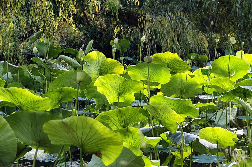 флора, природа, езеро, водни растения, листо, растение, зелен цвят, лято, цвете, вода, езерце