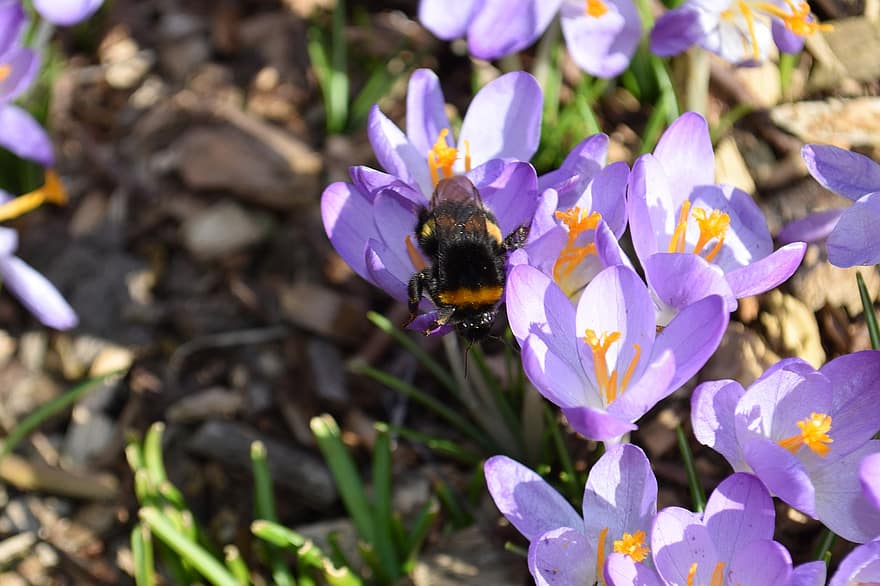 kumbang, crocus, ungu, bunga-bunga, alam, musim semi, bug, serangga, ilmu serangga, penyerbukan, bunga