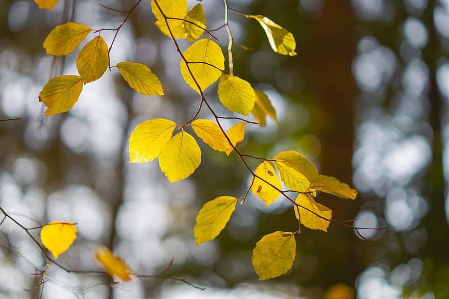 Leaves, Branch, Autumn, Foliage, Fall, Tree, Forest, Nature, Closeup, Bokeh