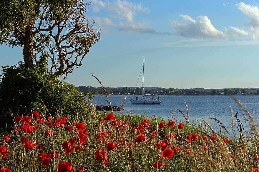 Gager, Rügen Island, Port, Sailing Tour, Sailing Boat, Poppies, Nature, Rest, Vacations, Water, Mood