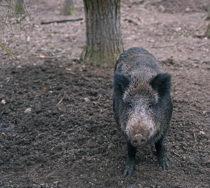 Wild Boar, Forest, Nature, Animal, pig, animals in the wild, farm, piglet, domestic pig, livestock, snout