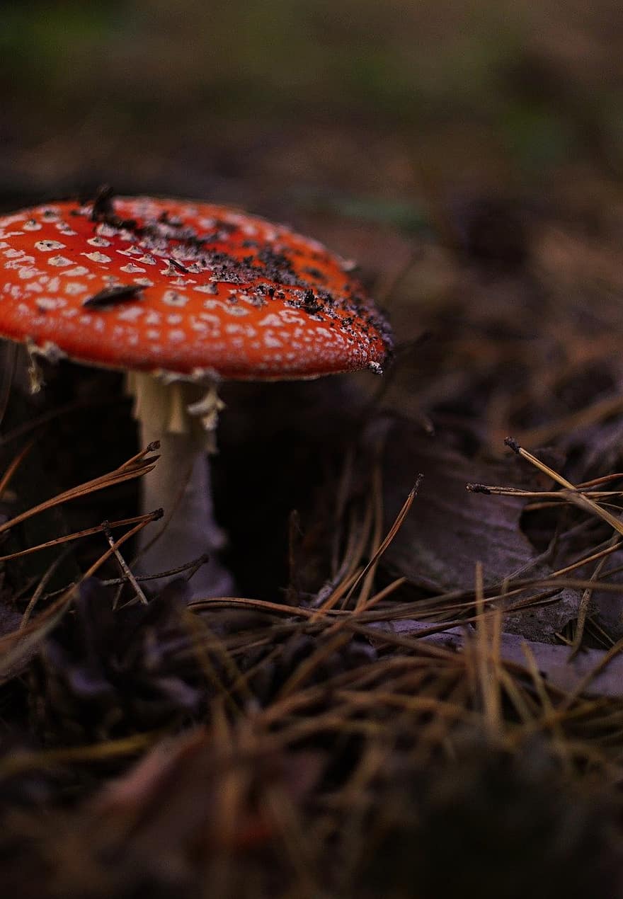 mushroom, fungus, toadstool