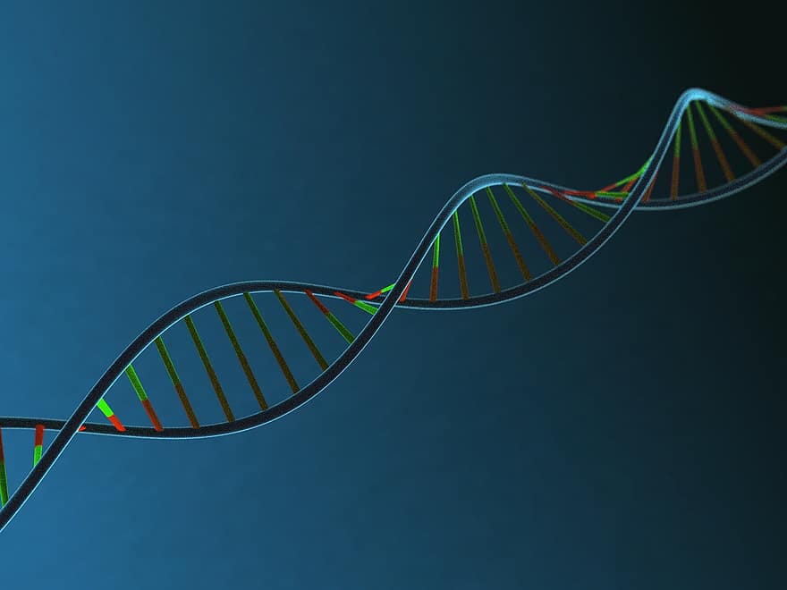 ADN-ul, corp, șuviță, moleculă, biologie, genetic, genă, moștenire, ştiinţă, structura, chimie