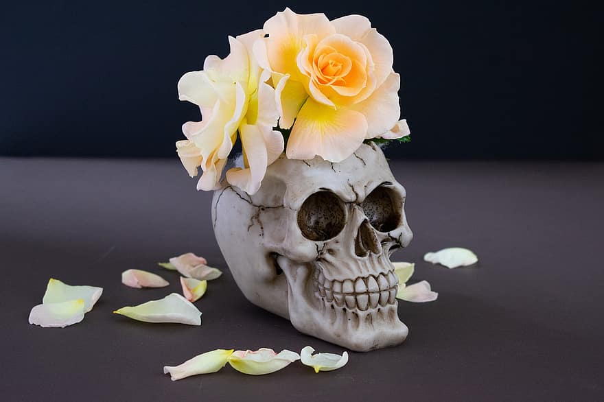crâne, des roses, nature morte, mort, vanité, mystère, vieux, foncé, mortalité, squelette, pétales